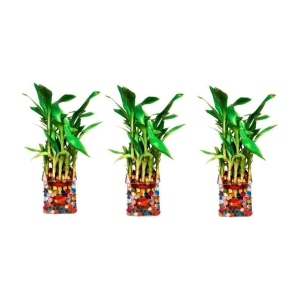 Green plant indoor - Green Wild Artificial Flowers With Pot ( Pack of 3 )