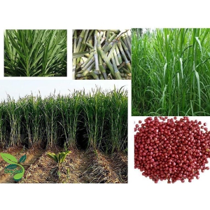 homeagro- Grass Seeds (Pack of 3000)