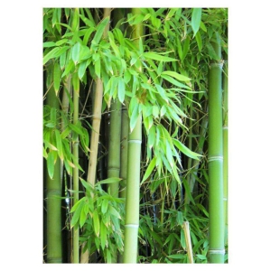 Male Bamboo Seeds For Outdoor Bamboo Seeds Garden Pack