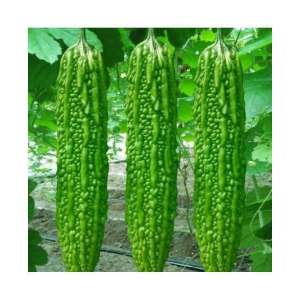 15 Seeds of High Yield Bitter Gourd Pali F1 Hybrid Green Long for Terrace Balcony Kitchen Poly House Gardening