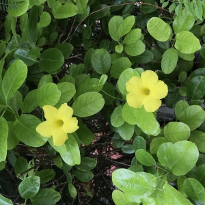 yellow-mandevilla-pentalinon-luteum-5