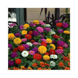 Zinnia Flower30 Seeds In Different Colors F1 Hybrid with growing cocopeat