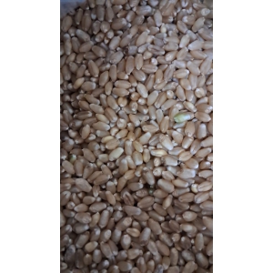 Wheat Grains 1kg