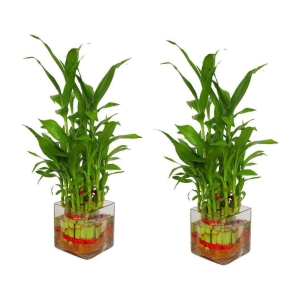 Green plant indoor - Green Wild Artificial Flowers With Pot ( Pack of 2 )