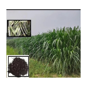 super napier grass pack of 500 seeds WITH USE MANUAL FOR OUTDOOR GARDENING USE ( USED IN ANIMAL FOOD)