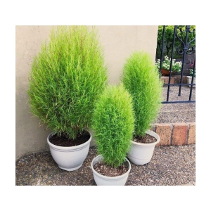 kochia gren grass flower 50 seeds pack with free Free cocopeat and user manual for your garden