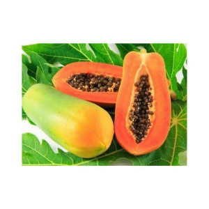 homeagro Papaya Red Lady Fruit-F1 Taiwan Hybrid Seeds Plant - 50 seed + Instruction Manual