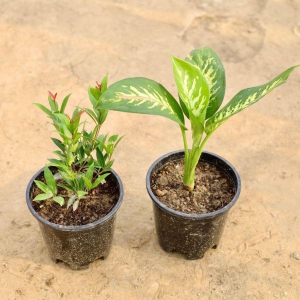 Set of 2 - Syzygium & Dieffenbachia in 5 Inch Plastic Pot