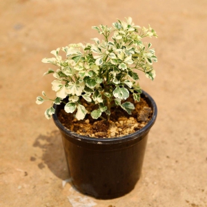 Aralia Variegated Broad Leaf in 6 Inch Plastic Pot