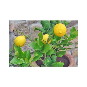 Matrix Hi_Yeild Lemon seed for Pot/Ground