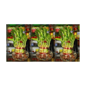 Green plant indoor - Green Wild Artificial Flowers With Pot ( Pack of 3 )