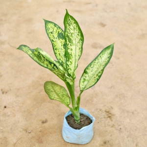 Dieffenbachia Pinky in 6 Inch Nursery Bag