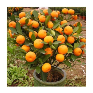 OhhSome  Orange Tree Fruit Seeds Fruit Seed For Terrace Garden Fruit Seeds Garden Pack