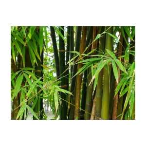 INDIAN BAMBOO LONG  30 seeds pack with user manual for your garden