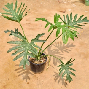 Philodendron Selloum in 8 Inch Plastic Pot