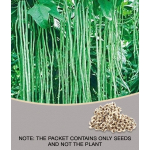 Hybrid Pkm Seeds Drumstick 10 Vegetable Seeds