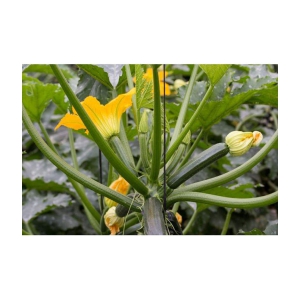 Squash zuchini long pumpkin kaddu  10 seeds pack with user manual