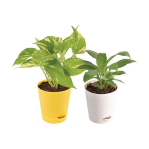 UGAOO Indoor Indoor Plant ( Pack of 2 )