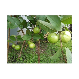 Red guava plan seeds with cocopeat 100 seeds