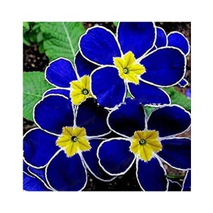 Blue Evening Primrose Flower Seeds