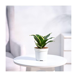 UGAOO Snake Plant With Grow Pot