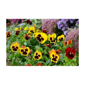 CLASSIC GREEN EARTH - Pansy Flower ( 70 Seeds )