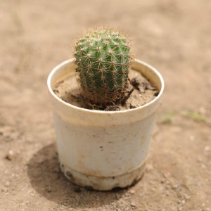 Mammillaria Cactus in 3 Inch Plastic Pot