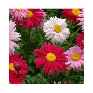 chrysanthemum Flower Seed, Annual Mixed Multicolour, Pack of 50 Seeds. with growing cocopeat