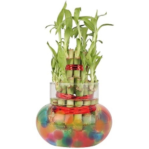 Green plant indoor 2 Layer Lucky Bamboo Plant Green Bonsai Glass - Pack of 1