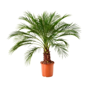 Areca Palm Air Purification Indoor Tree Tree Seeds ( PACK OF 5 SEEDS )