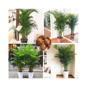 sky star agro & co. - Areca palm Plant ( 5 Seeds )