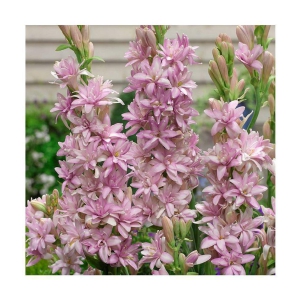 Gate Garden Rajnigandha Double Flowering Fragrant Polianthes Tuberosa Flower Bulbs/Seeds (3 Bulbs)