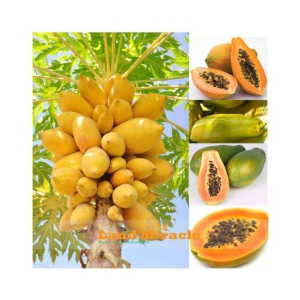 Fruit Seeds Papaya Seeds Fruit Seeds For Home Garden In India Bonsai Suitable Fruit Seeds Garden Pack