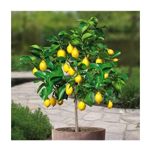 dwarf Lemon nimbu plant 20 seeds high germination seeds with instruction manaul