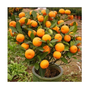 Azalea gardens Indoor Dwarf 10 Pcs hybrid orange dwarf fruit seeds