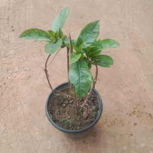 Mandevilla/ Rocktrumpet (Any Colour) In 8 Inch Plastic Pot