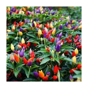 Ornamental Chilli kala seed - 100 Seeds/Packet