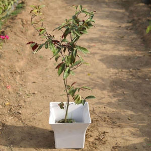 Lalia Majnu / Exocaria Bicolour in 12 Inch Classy White Square Plastic Pot