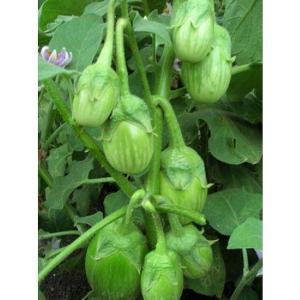 GREEN GOL Brinjal Seeds - Pack of 50 Seeds F-1 Hybrid