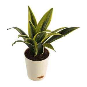 UGAOO Sansevieria Gold Flame Snake Succulent Live Plant with Pot