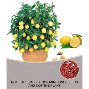 Lemon Tree Seeds Fruit Seed Home Garden Indoor Outdoor Dwarf Plant 10 Seeds