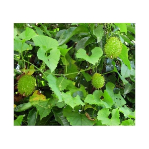 Kantola Seed (Teasle gourd) | Pack of 20 Seeds