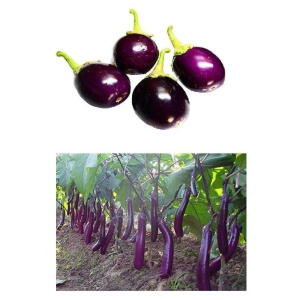 F1 HYBRID BRINJAL PURPLE LONG AND ROUND 50-50 SEEDS PACK AND MANUAL