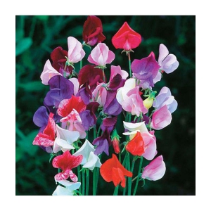 Sweet pea 20 seeds pack with 100 gm cocopeat snd user manual