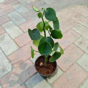 Chinese Money Plant in 5 Inch Plastic Pot