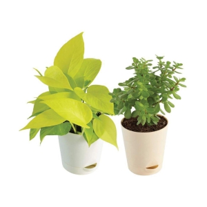 Ugaoo Good Luck Indoor Plants For Home With Pot - Jade Plant & Money Plant Golden