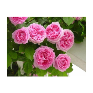 15 Seeds Pink Climbing Rose Seeds Climber Pink Perennials Seeds