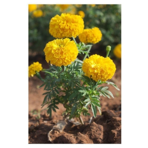 African Marigold Flower Seeds