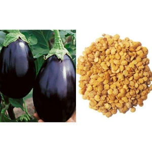 Brinjal - Egg Plant Seeds | Pack of 150 Seeds