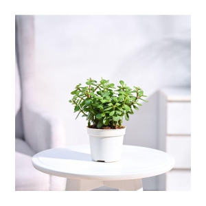 UGAOO Jade Plant with White Grow Pot